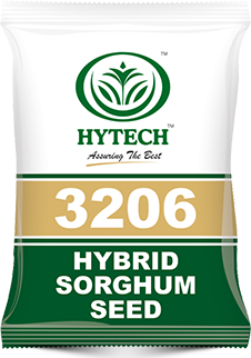 Hybrid Sorghum Seed