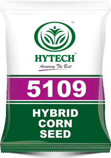 Hybrid Corn Seed