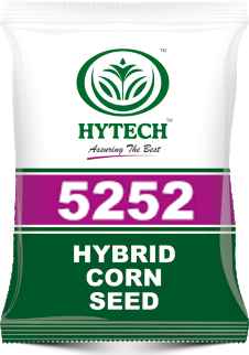 Hybrid Corn Seed