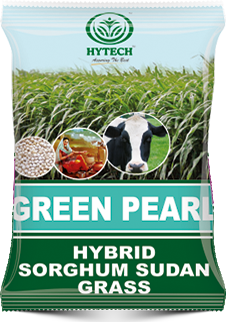 Hybrid Sorghum Sudan Grass