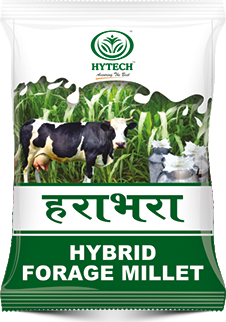 Hybrid Forage Millet